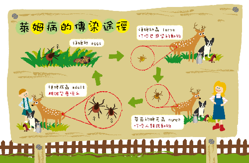 表皮蜱