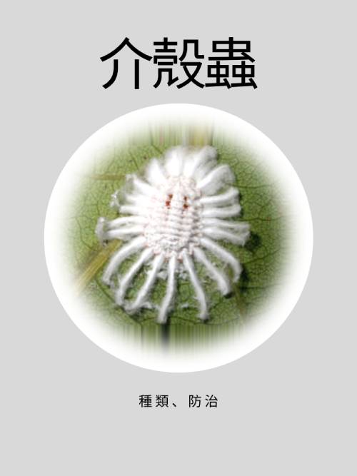 介殼蟲種類詳解與應對方法(示意圖)